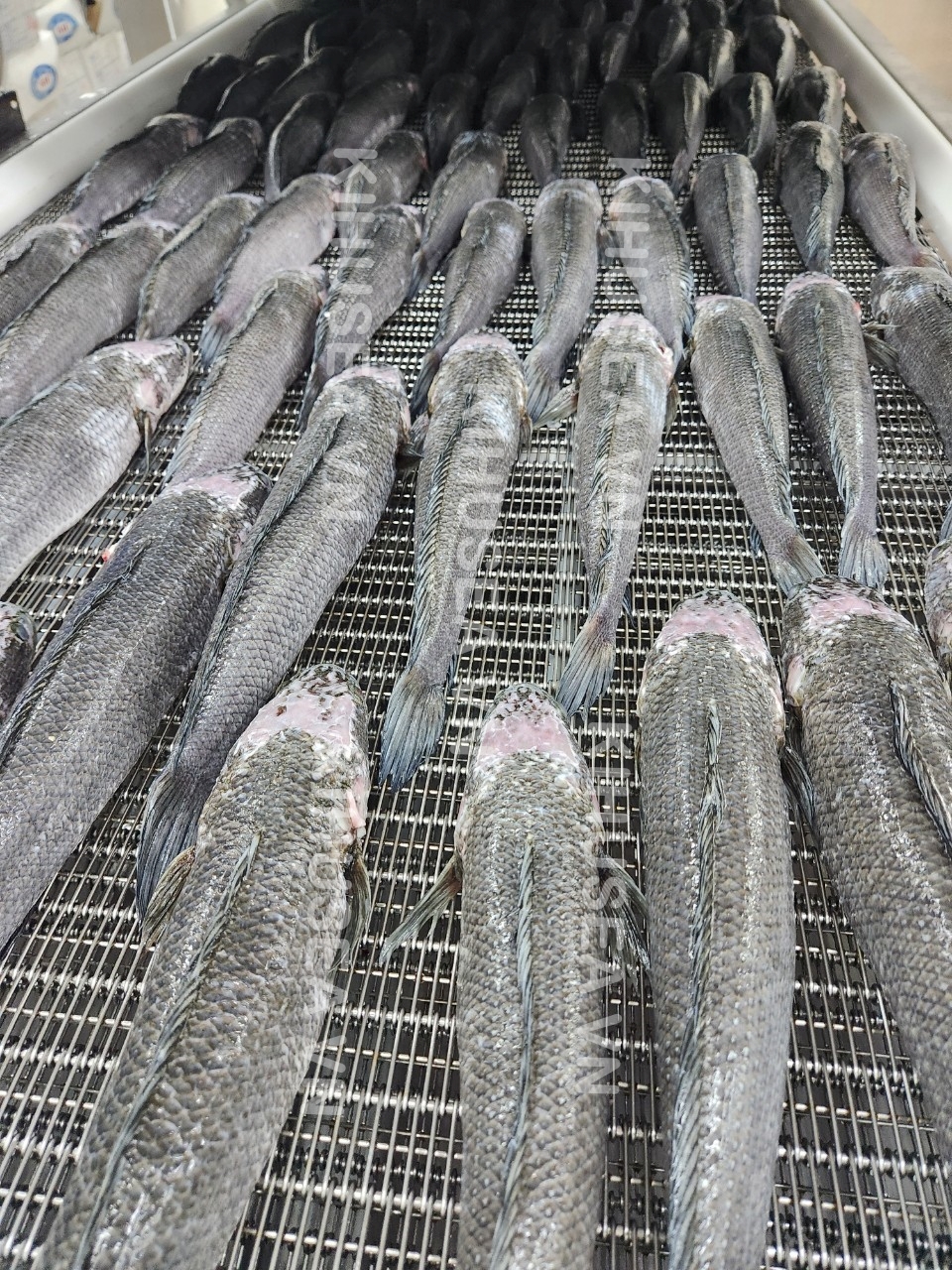 FROZEN SNAKEHEAD MURREL WHOLE CLEANED